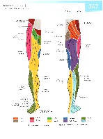 Sobotta  Atlas of Human Anatomy  Trunk, Viscera,Lower Limb Volume2 2006, page 354